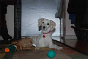 FamilyAlbum/curious-dog.jpg